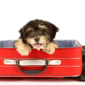 Making Travel Arrangements for Families and Pets